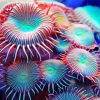 Sea Anemones Paint By Number