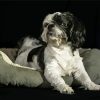 Shih Tzu Black And White Paint By Number