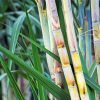 Sugarcane Plant Paint By Number