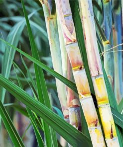 Sugarcane Plant Paint By Number