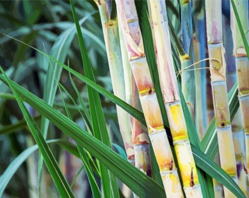 Sugarcane Plant Paint By Number