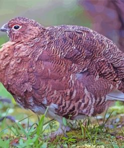 Willow Ptarmigan Bird Paint By Number