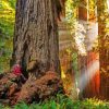 Woman In California Redwoods Paint By Number