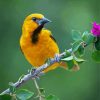 Altamira Oriole On Branch paint by numbers