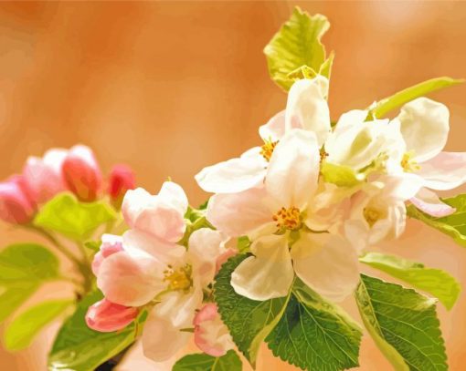 Apple Blossom paint by numbers