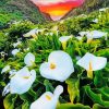 Arum Lilies In Field Sunset paint by numbers