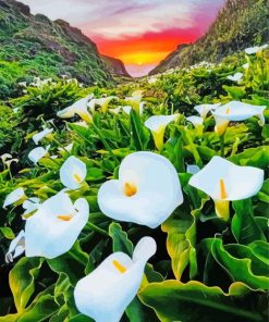 Arum Lilies In Field Sunset paint by numbers