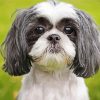 Shih Tzu Dog paint by numbers