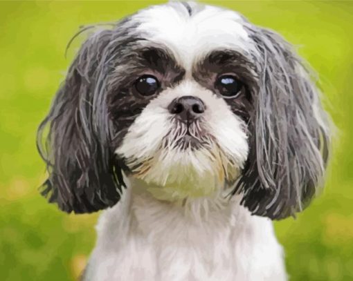 Shih Tzu Dog paint by numbers