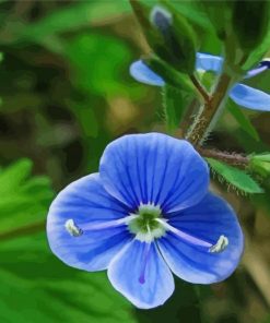 Blue Wildflowers paint by numbers