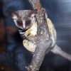 Bushbaby On Branch Paint By Numbers