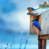 House And Blue Birds On A Fence paint by number