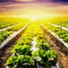 Lettuce Fields With Sunset paint by numbers