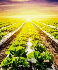 Lettuce Fields With Sunset paint by numbers