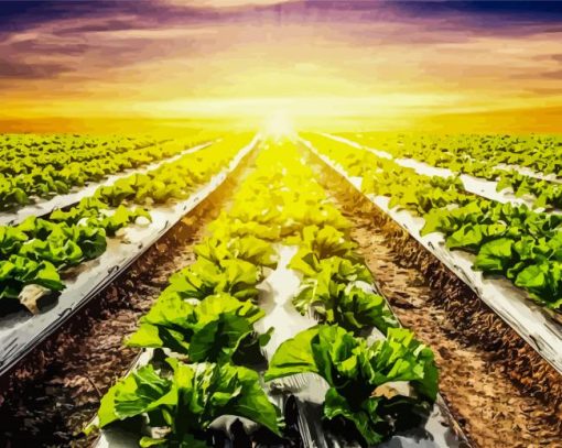 Lettuce Fields With Sunset paint by numbers