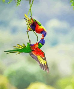 Lorikeets Birds paint by numbers