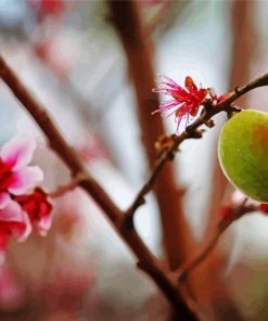 Peach And Peach Blossoms paint by numbers