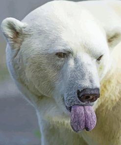 Polar Bear Tongue Out paint by numbers