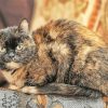 Tortoise Shell Cat paint by numbers