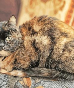 Tortoise Shell Cat paint by numbers