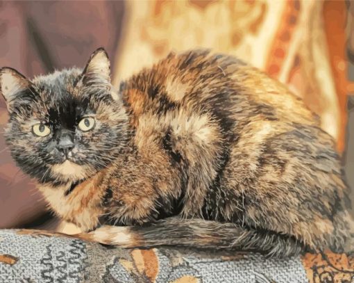 Tortoise Shell Cat paint by numbers