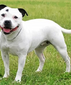 White Staffy Dog paint by numbers