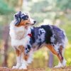 Aesthetic Australian Shepherd paint by numbers