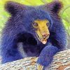 Aesthetic Sloth Bear Art paint by numbers