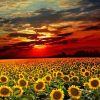 Aesthetic Sunflowers Sunset paint by numbers