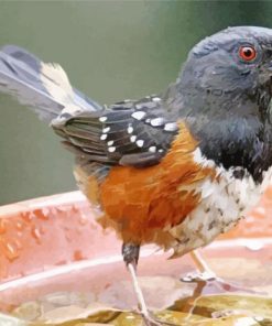 Aesthetic Towhee paint by numbers