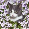 Aesthetic Tuxedo Cat Flowers paint by numbers