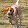 Red Tick Coonhound paint by numbers