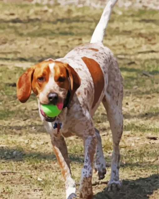 Red Tick Coonhound paint by numbers