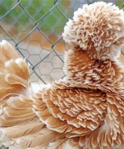 Beautiful Frizzle Chicken paint by numbers