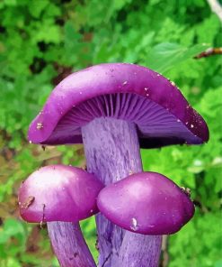 Beautiful Purple Mushroom paint by number