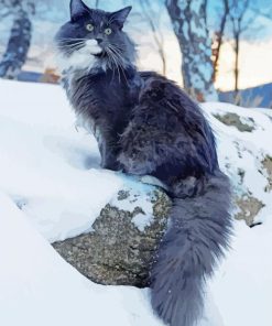 Black Norwegian Cat paint by numbers