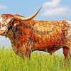 Cool Long Horn Cattle paint by numbers