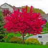 Dark Pink Flowers Trees paint by numbers