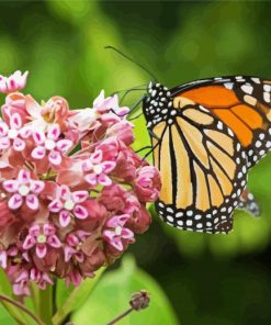 Butterfly On Milkweed Paint By Numbers