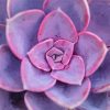 Pink Succulent Plant paint by numbers