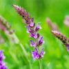 Purple Sage Flowers paint by numbers