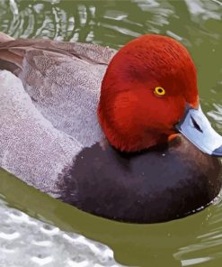 Redhead Bird Duck paint by numbers