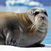 Seals Northwestern Animals paint by numbers