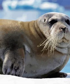 Seals Northwestern Animals paint by numbers