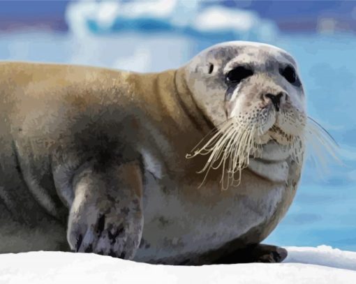 Seals Northwestern Animals paint by numbers