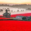 Aesthetic English Poppy Field Paint By Numbers