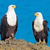 African Fish Eagles Paint By Numbers