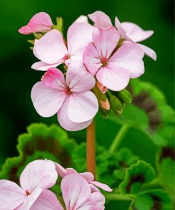 Apple Blossom Paint By Number