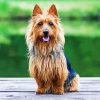 Australian Terrier Paint By Number