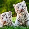 Baby White Tigers Paint By Numbers